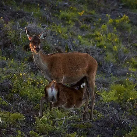 Casinha Do México Hébergement de vacances Gondramaz