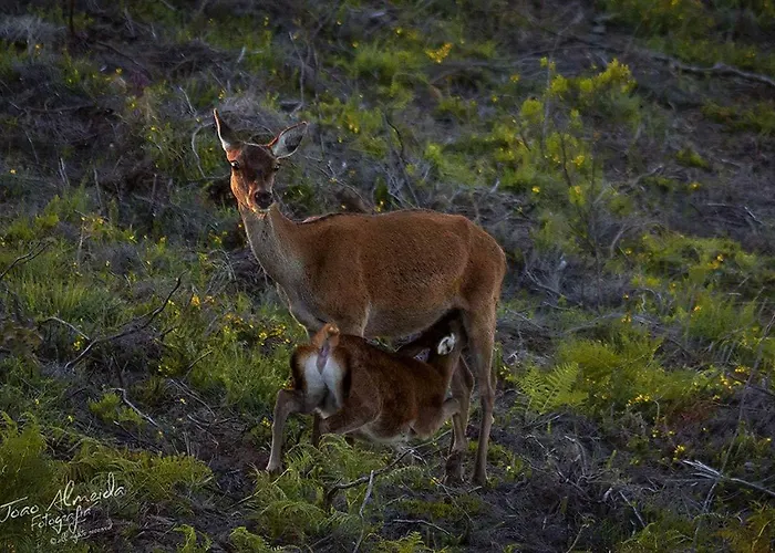 Casinha Do México Hébergement de vacances Gondramaz
